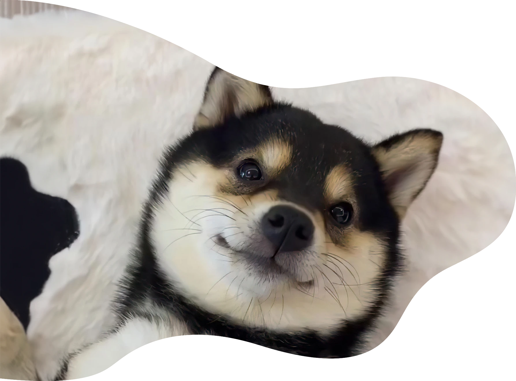 Dog laying near a lake