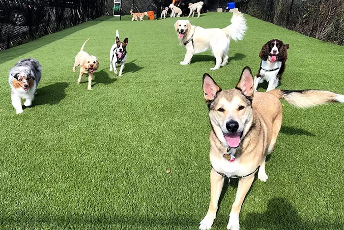 Dogs playing on synthetic turf
